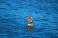 A brown pelican standing on a rock surrounded by rippling blue ocean water at Malibu Lagoon Royalty Free Stock Photo