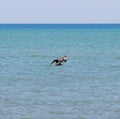 Brown pelican starting its dive to catch a fish Royalty Free Stock Photo