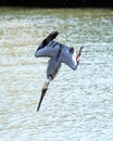 Brown Pelican stock Photos.  Bird diving in the water. Close-up profile view. Spread wings Royalty Free Stock Photo