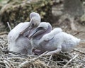 Brown Pelican stock Photos.  Brown Pelican baby close-up profile view.  Cuddling. Baby pelican.  Image. Portrait.  Picture. Photo Royalty Free Stock Photo