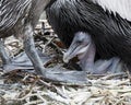 Brown Pelican stock Photos.  Brown Pelican bird with baby pelican. Baby Pelican Royalty Free Stock Photo