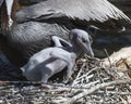 Brown Pelican stock Photos.  Brown Pelican bird with baby pelican. Baby pelican close-up profile view. Royalty Free Stock Photo