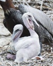 Brown Pelican stock Photos.  Brown Pelican bird with baby pelican.  Baby pelican.  Image. Portrait.  Picture. Photo Royalty Free Stock Photo