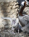 Brown Pelican stock Photos.  Brown Pelican bird with baby pelican.  Baby pelican spread wings.  Image. Portrait.  Picture. Photo Royalty Free Stock Photo