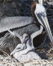 Brown Pelican stock Photos. Brown Pelican bird with baby pelican. Baby pelicans. Portrait. Image. Picture. Photo. Spread wings Royalty Free Stock Photo