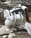 Brown Pelican stock Photos.  Brown Pelican bird with baby pelican Royalty Free Stock Photo