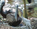 Brown Pelican stock Photos.  Brown Pelican bird with baby pelican close-up profile view. Baby Pelican with mother. Royalty Free Stock Photo