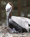 Brown Pelican stock Photos.  Brown Pelican bird with baby pelican. Protecting baby pelican Royalty Free Stock Photo