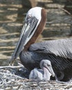 Brown Pelican stock Photos.  Brown Pelican bird close-up profile view on the nest with baby pelican Royalty Free Stock Photo