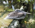 Brown Pelican stock Photos.  Brown pelican juvenile bird resting on a log. Picture. Photo. Image. Portrait. Close-up profile view Royalty Free Stock Photo