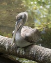 Brown Pelican stock Photos.  Brown pelican juvenile bird resting on a log. Picture. Photo. Image. Portrait. Close-up profile view Royalty Free Stock Photo