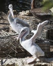 Brown Pelican stock Photos. Image. Picture. Portrait. Juvenile bird. Spread wings