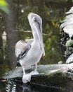 Brown Pelican stock Photos.  Picture. Photo. Image. Portrait. Close-up juvenile bird close-up profile with bokeh background Royalty Free Stock Photo