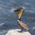 Brown Pelican stretching its pouch open - San Diego, California