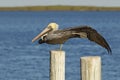 Brown Pelican stretching a wing and leg - Florida