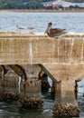 A Brown Pelican suns itself at the Fort Pickens` pier area