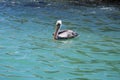Brown pelican on the surface of the water Royalty Free Stock Photo