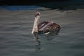 Brown Pelican Swiming In Monterey Bay California Royalty Free Stock Photo