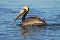 Brown Pelican Swimming