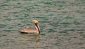 A Brown Pelican swimming in the caribbean sea Royalty Free Stock Photo