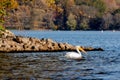 a pelican is swimming in the water by the rocks