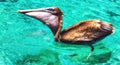 Brown Pelican swimming