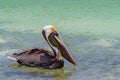 Brown pelican swimming on sea water Royalty Free Stock Photo