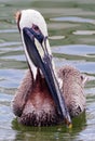 Brown Pelican Swimming Royalty Free Stock Photo