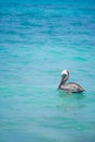 Brown pelican in the turquoise water