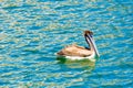 Brown pelican in the water