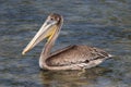 Brown Pelican swimming in water, island of Aruba.