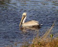 Brown pelican swimming in the wetlands beside the Marsh Trail in the Ten Thousand Islands National Wildlife Refuge. Royalty Free Stock Photo