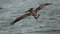 Brown Pelican Takes Flight