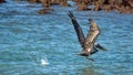 Brown pelican taking flight from the harbor Royalty Free Stock Photo