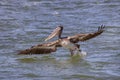 Brown Pelican Taking Flight From The Ocean Water