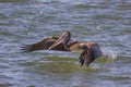 Brown Pelican Taking Flight In The Ocean