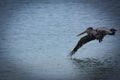 Brown Pelican taking flight over ocean with copy space.