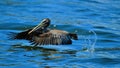 Brown pelican taking off Royalty Free Stock Photo