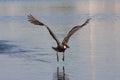 Brown pelican taking off Royalty Free Stock Photo