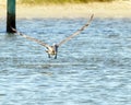 Brown pelican taking off from the water