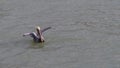 Brown pelican taking off from water, Slow motion