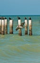 Brown Pelican taking off from a wood piling on a windy day Royalty Free Stock Photo