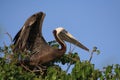 Brown Pelican about to fly off Royalty Free Stock Photo