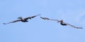 Brown Pelican Royalty Free Stock Photo
