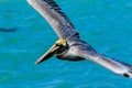 Brown Pelican Venice Florida South Jetty