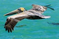 Brown Pelican Venice Florida South Jetty