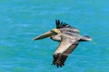 Brown Pelican Venice Florida South Jetty