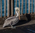 Brown Pelican walking about the Pensacola Beach pier