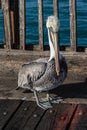 Brown Pelican walking about the Pensacola Beach pier