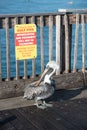 Brown Pelican walking about the Pensacola Beach pier